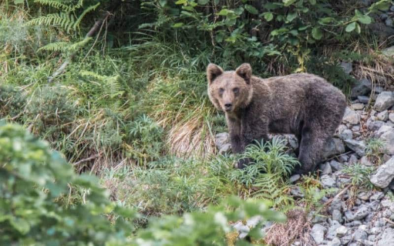 Un oso pardo acecha en la Senda del Oso