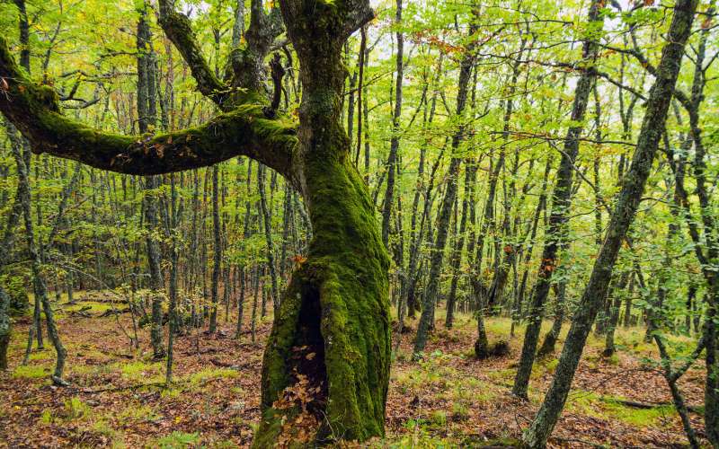Bosque de Pardomino