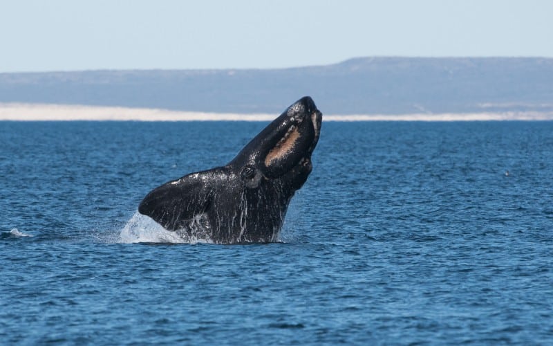 Ballena franca saltando en el mar