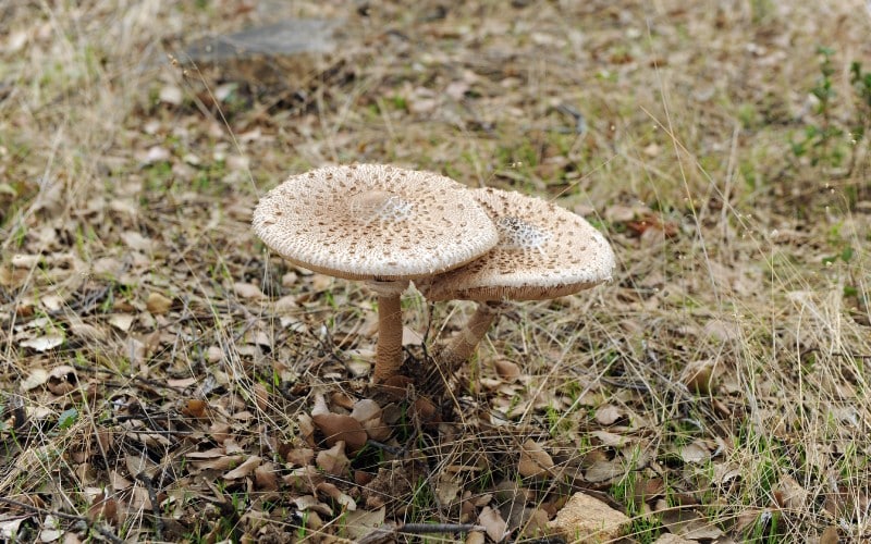 Macrolepiota procera. Setas en la Sierra de Aracena