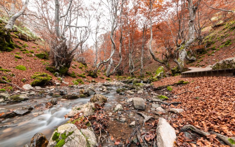 Los colores del Faedo de Ciñera