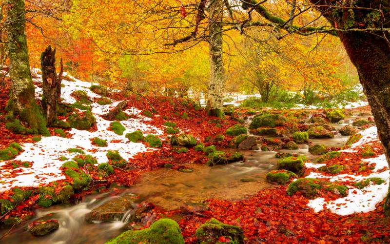 Selva de Irati