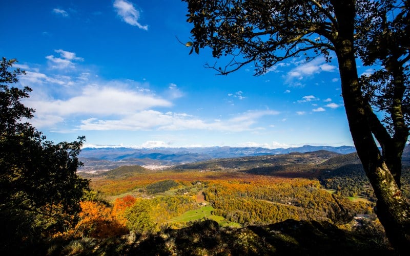 Varios senderos transcurren debajo de una arboleda poblada con los Pirineos de fondo
