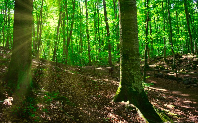El verde de las hojas en verano ofrece un aspecto refrescante