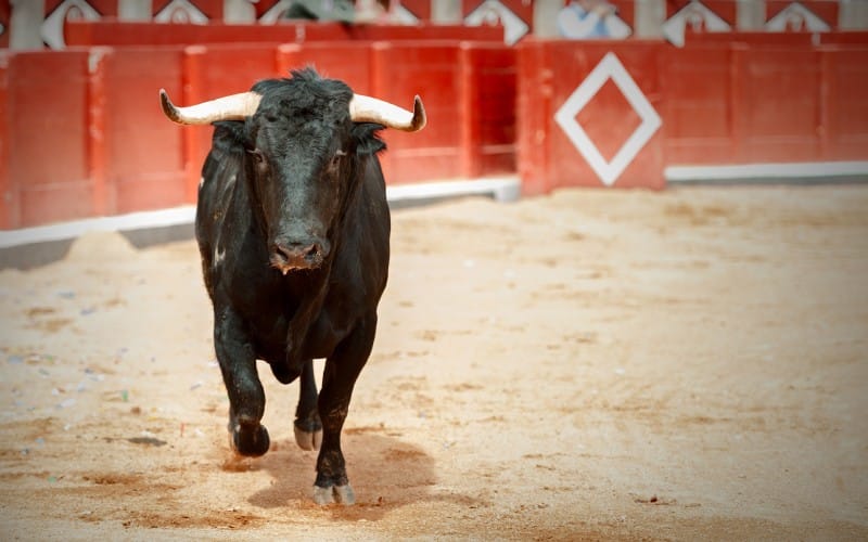 Toro en la plaza