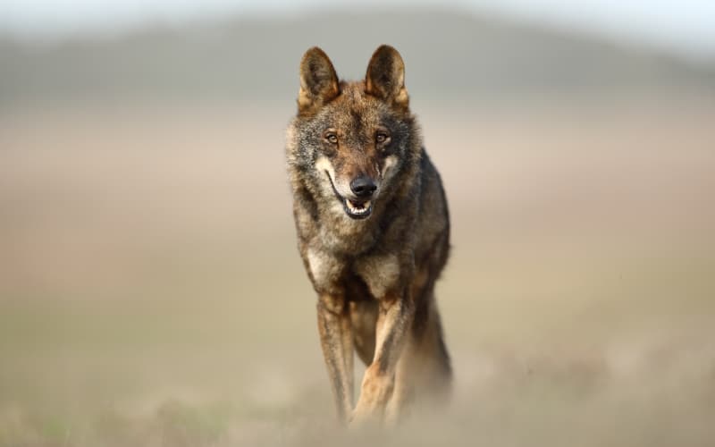 Lobo ibérico