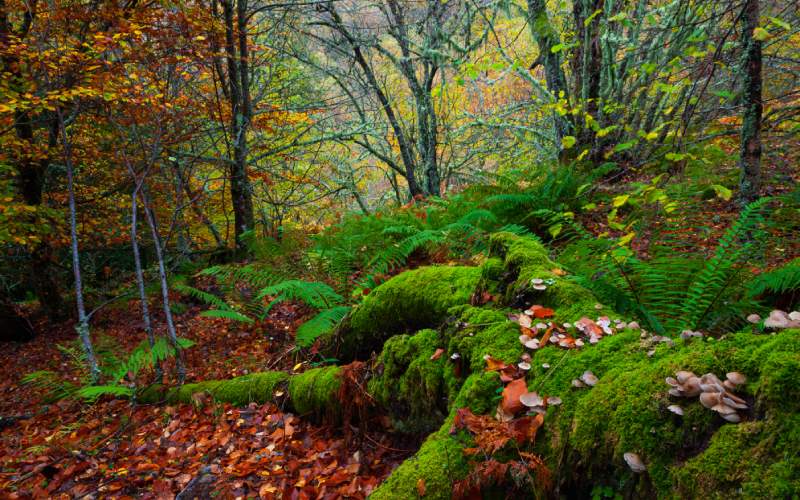 bosque de Muniellos