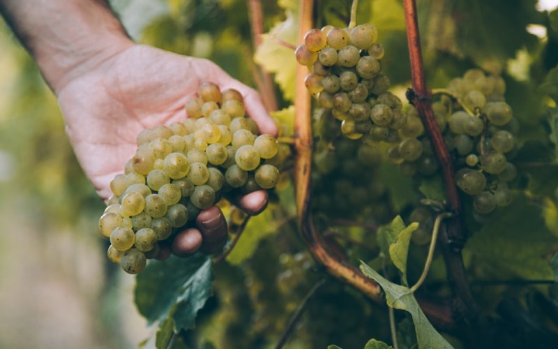 Viñedo de uvas blancas