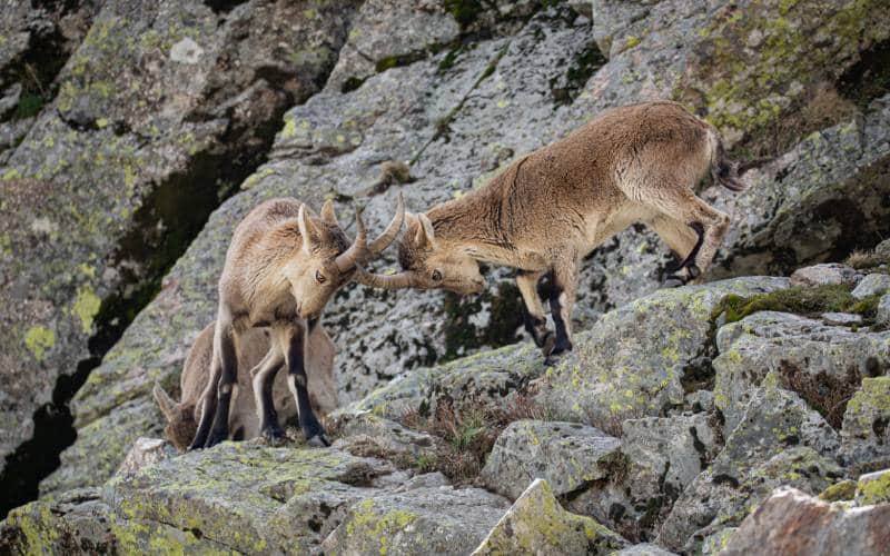 Cabras montesas en Peñalara