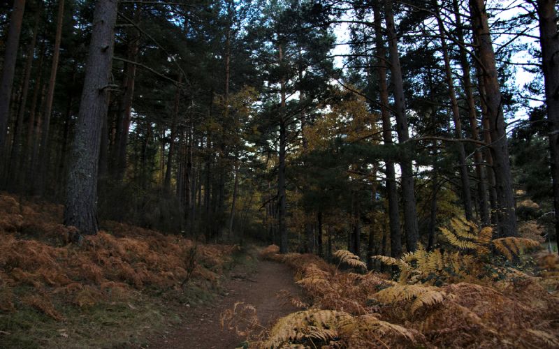 Sendero en los alrededores de la presa del Pradillo