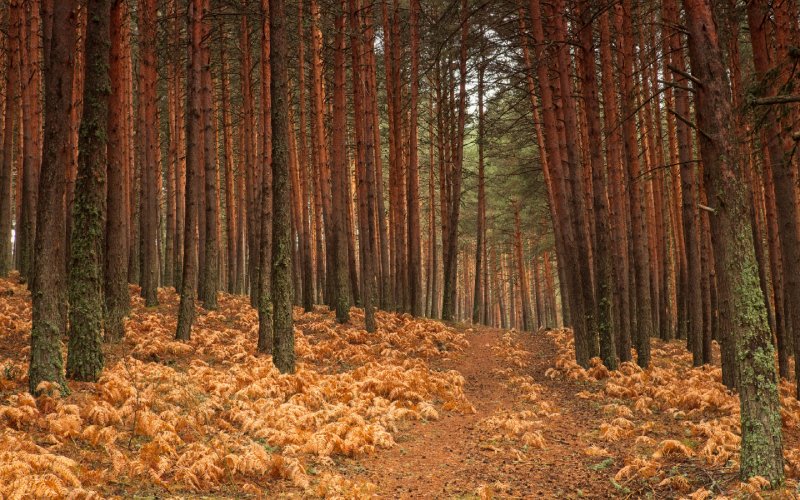 Bosques de Valsaín