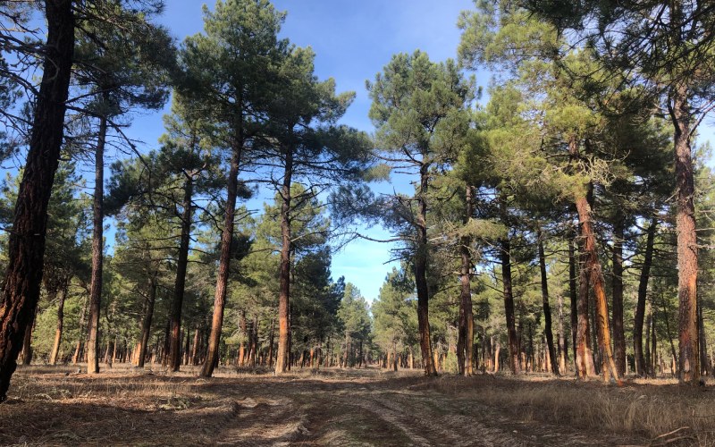 Cabezuela pertenece a una comarca conocida como Tierra de Pinares.