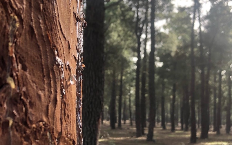 El término hacer sangrar los pinos tiene que ver con el proceso y el aspecto de la resina.