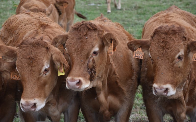 Vacas