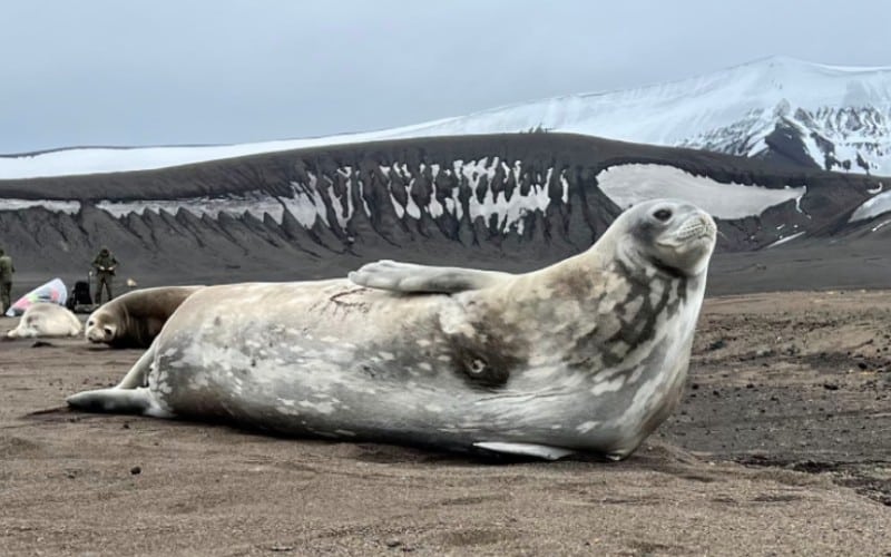 Foca