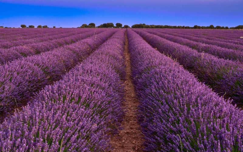 Campos de lavanda en Brihuega