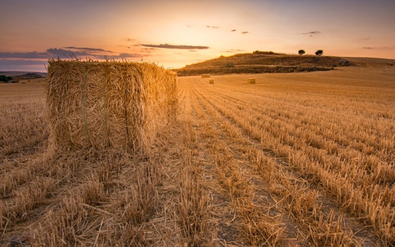 Campos de Castilla