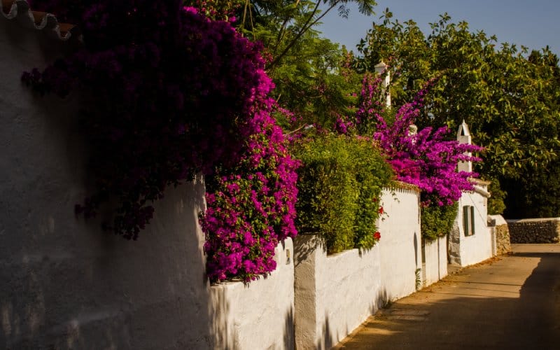 Calle con flores en Llucmaçanes