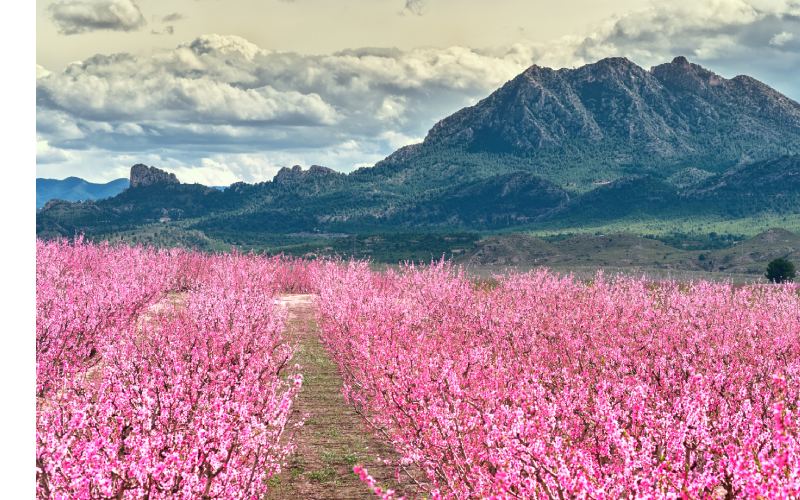 La floración de Cieza ofrece una panorámica impresionante