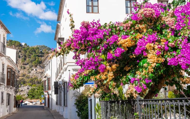 Grazalema florida