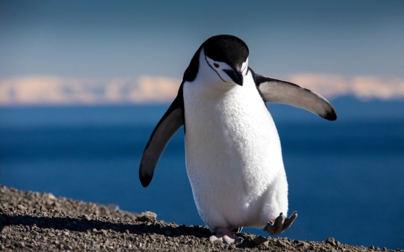 Pingüino