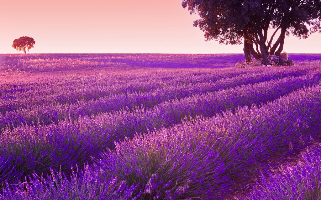 Los campos de lavanda de Brihuega, Guadalajara, no tienen nada que envidiar a las famosas postales de la Provenza