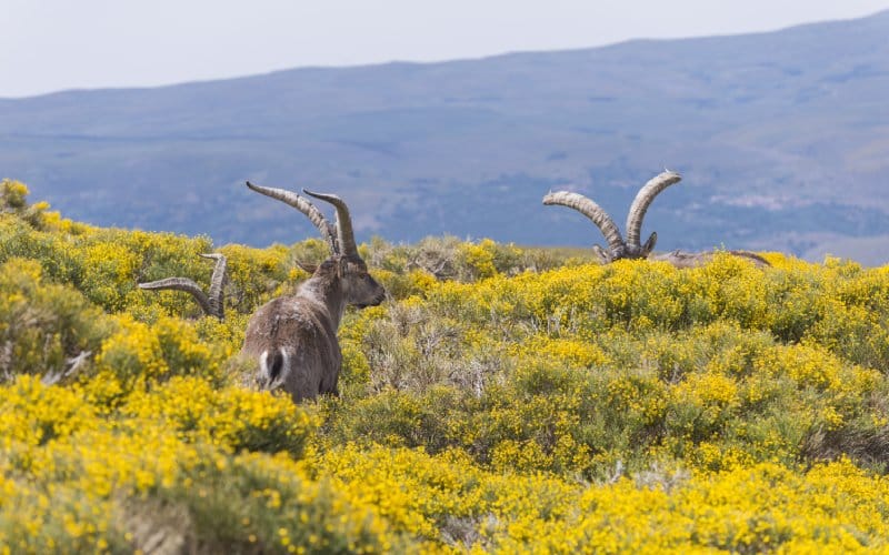 Cabras montesas