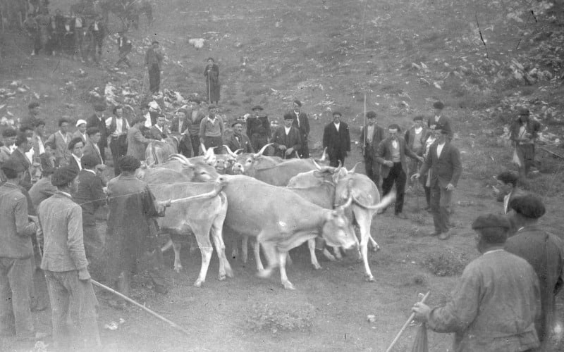 Tributo de las Tres Vacas