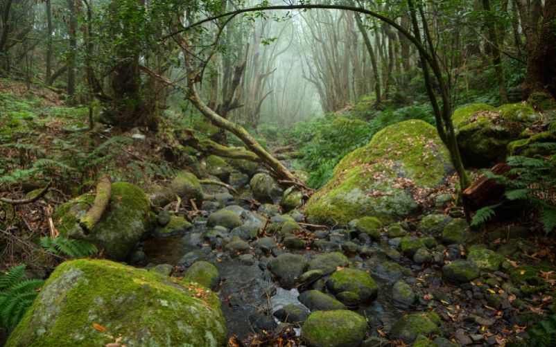 El Cedro