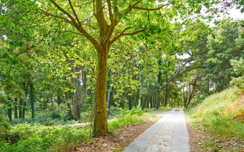 Un bosque verde atravesado por un sendero