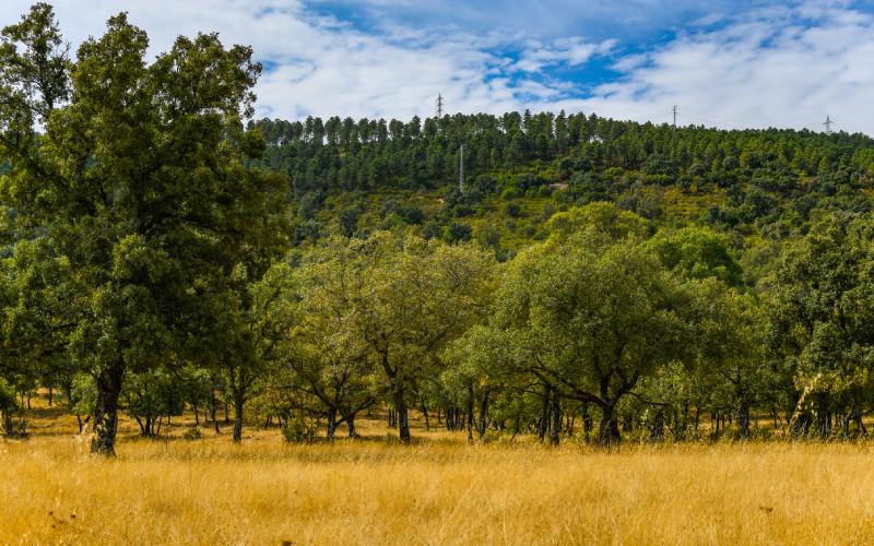 Valle de Alcudia
