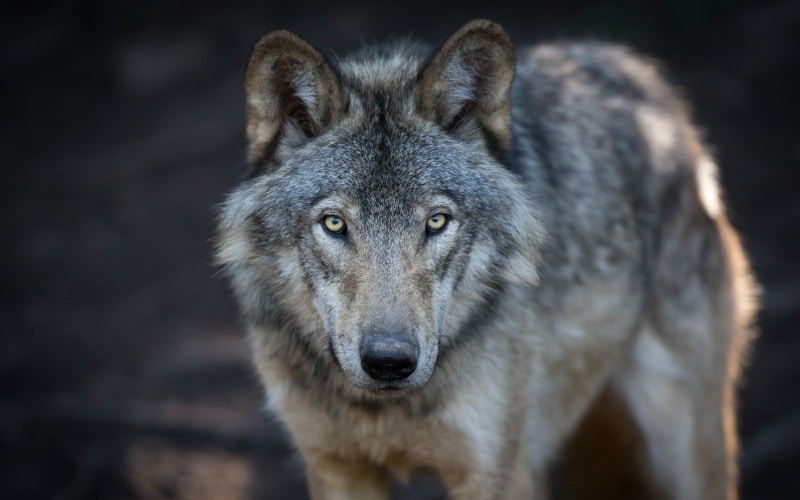 Lobo