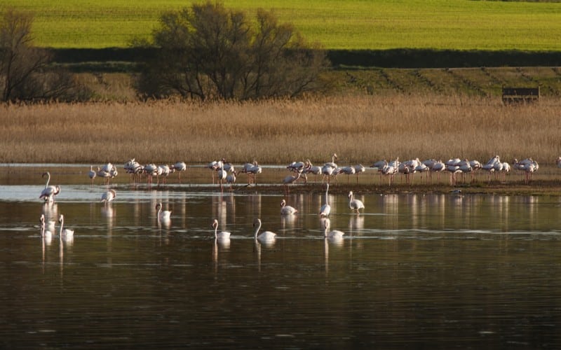 laguna de Pétrola