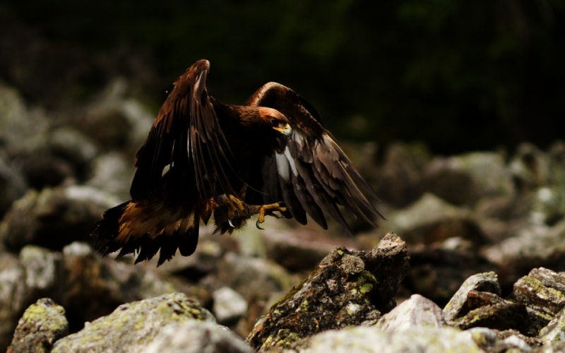 águila real