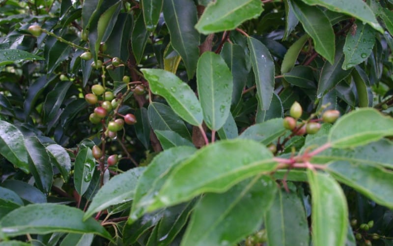 Prunus lusitanica
