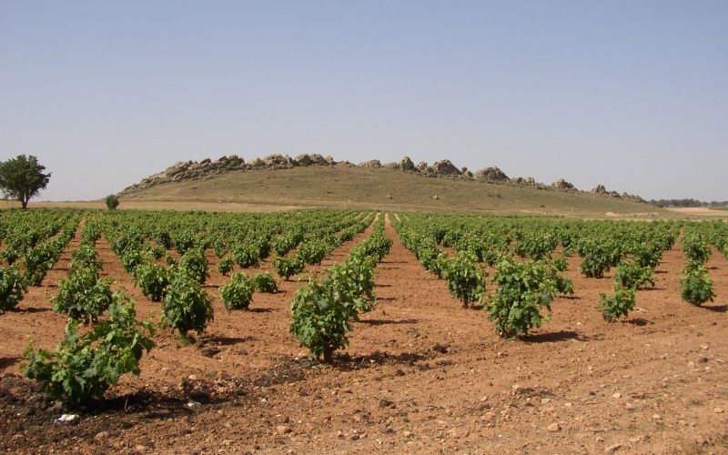 VIÑEDOS LA MANCHUELA