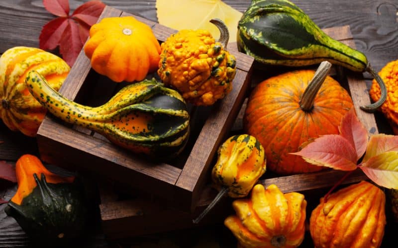 Calabazas de varias dormas y colores dispuestas sobre una mesa de madera