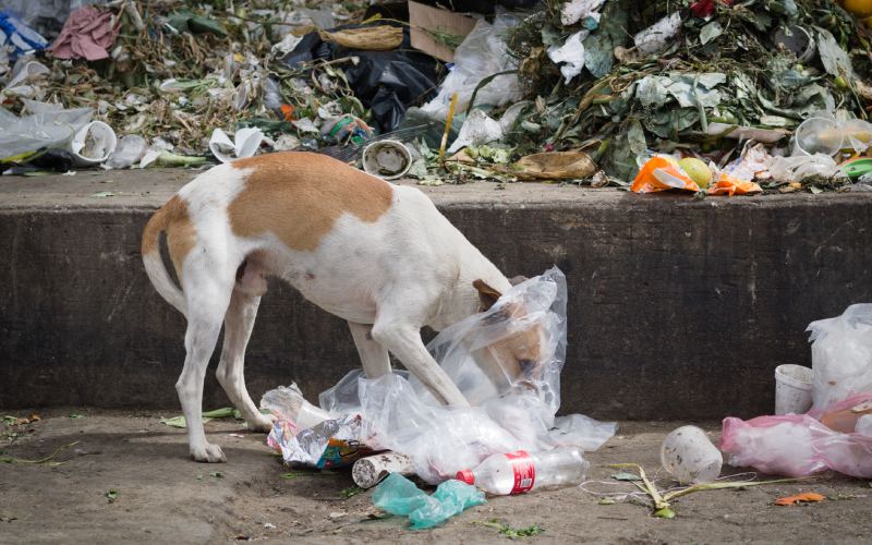 Perro rebuscando en la basura