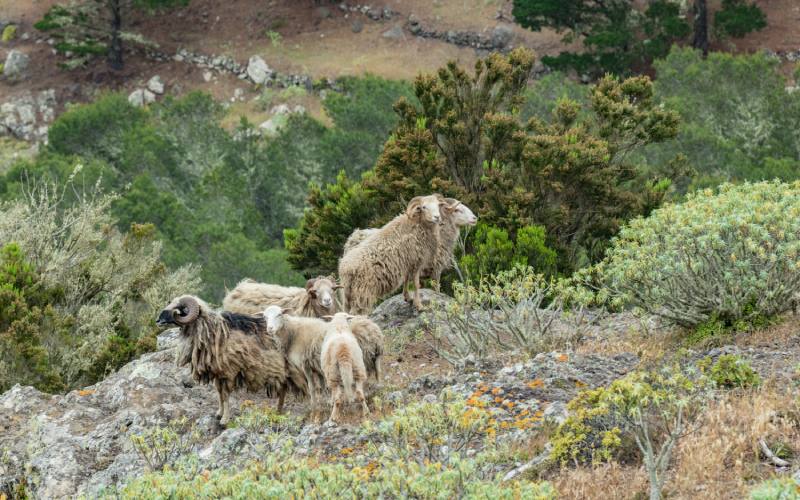 Ovejas en La Gomera