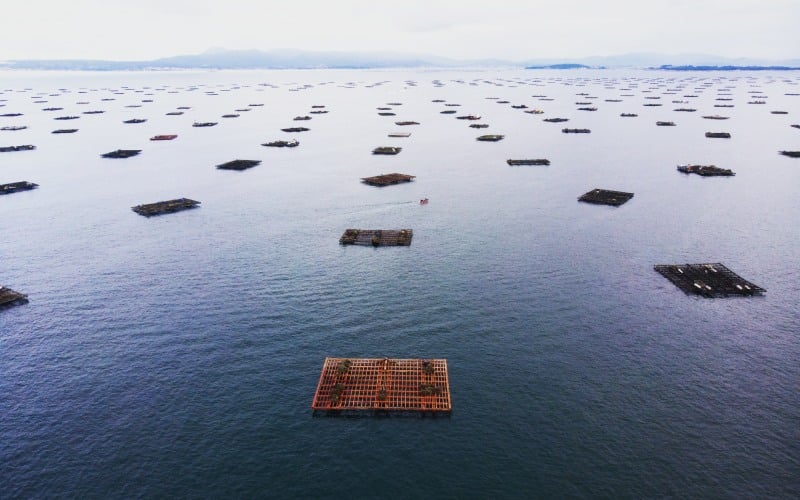 Bateas en O Grove, ría de Arousa