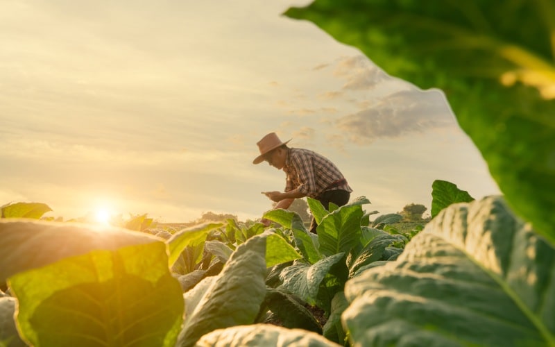 Agricultor en una zona de Andalucía