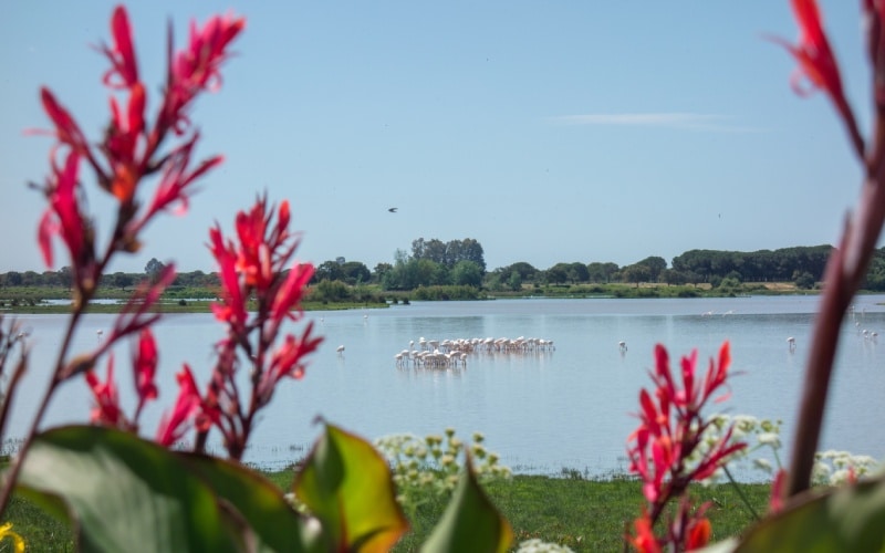 Marismas en El Rocío