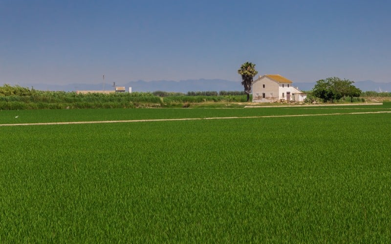 Campos de arroz en la Albufera