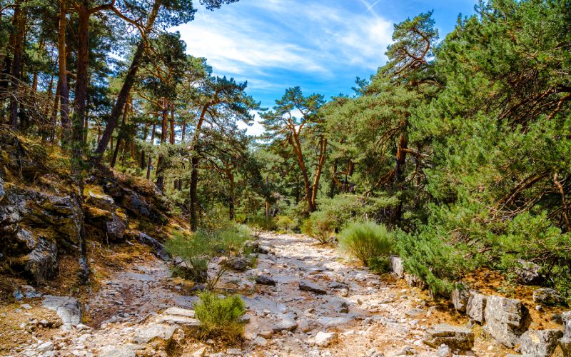 Entorno de Cercedilla