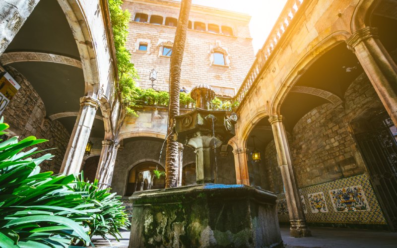 Gran palmera de la casa de l'Ardiaca
