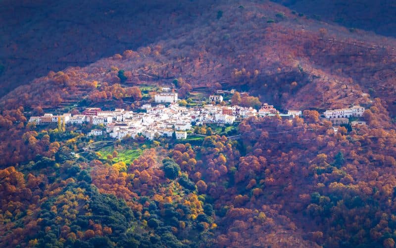 Parauta