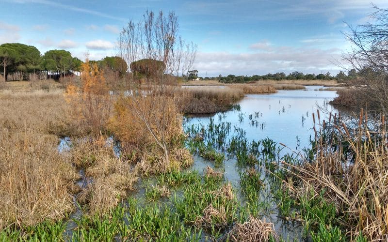Paisaje de Doñana