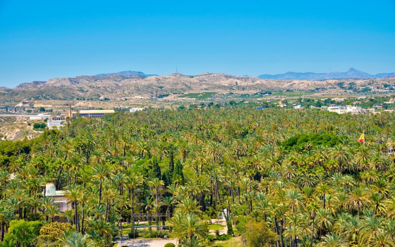 Palmeral de Elche desde el aire
