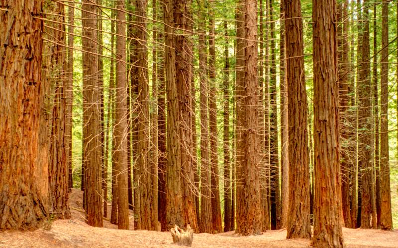 bosque de secuoyas de cantabria