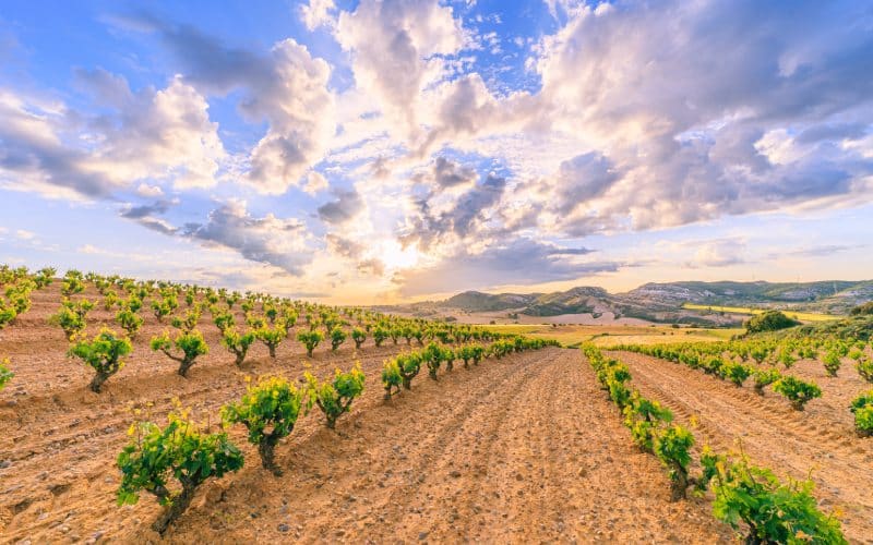 Viñedos en Ribera de Duero
